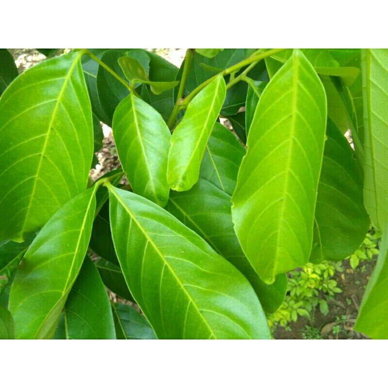 

Daun Nangka fresh obat herbal 50gr | MURAHFRESH