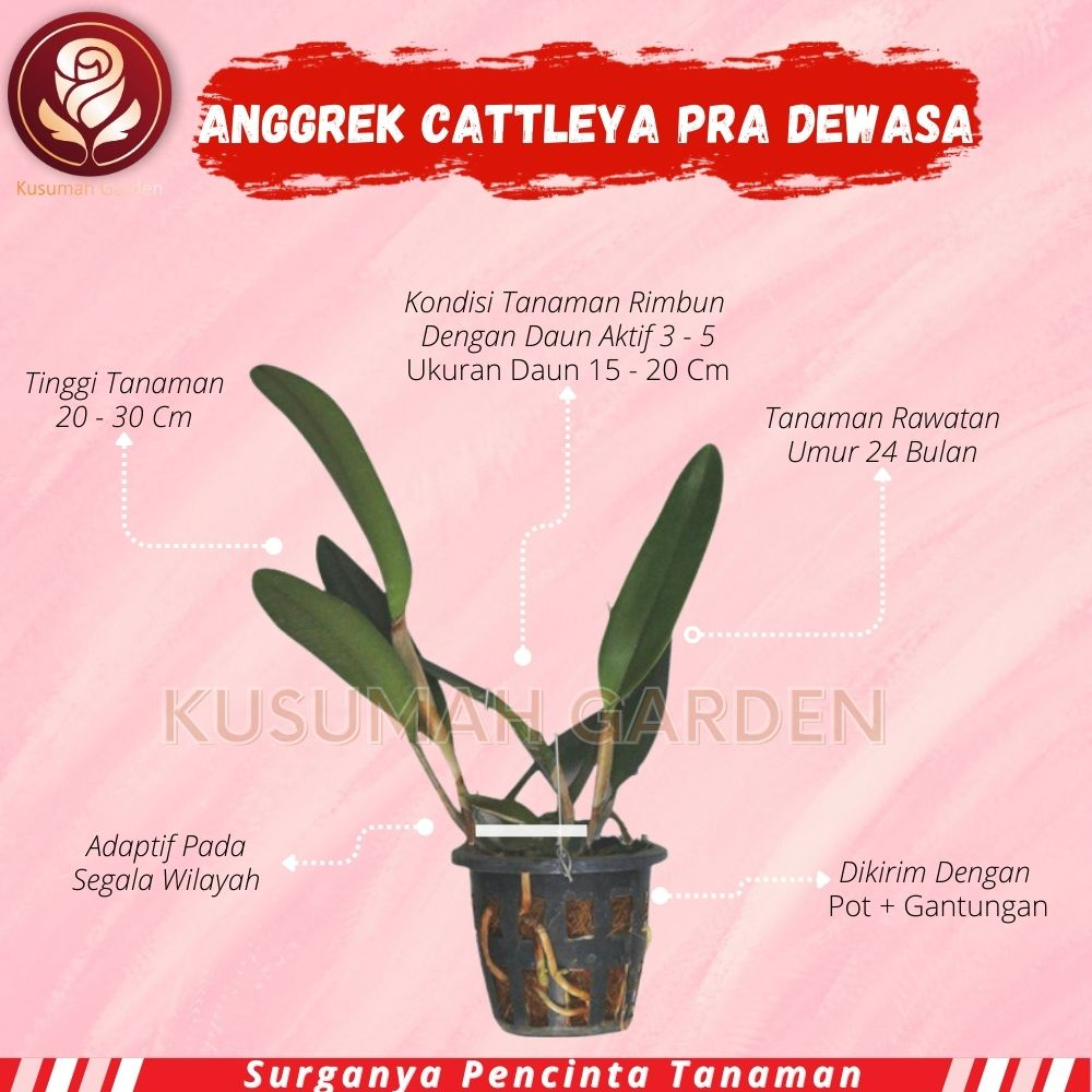 Anggrek Cattleya Pra Dewasa Hybird Cloning Bunga Besar Wangi Harum