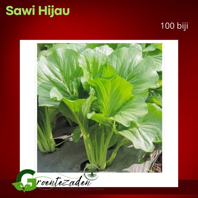 Benih bibit biji Sawi hijau Caisim sawi manis kualitas unggul