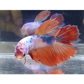 Cupang Halfmoon Female Nemo Multicolor Fullblok Top Grade Koleksi Pribadi Real Pict Sesuai Foto