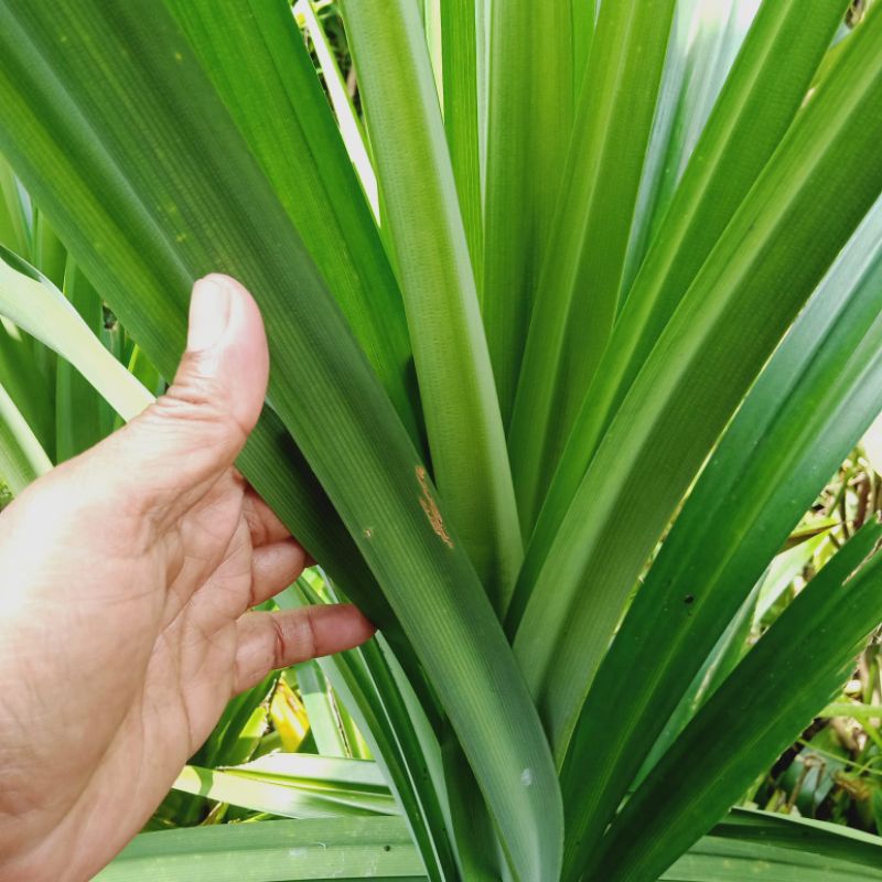 

Daun pandan pewangi masakan alami 25 lembar