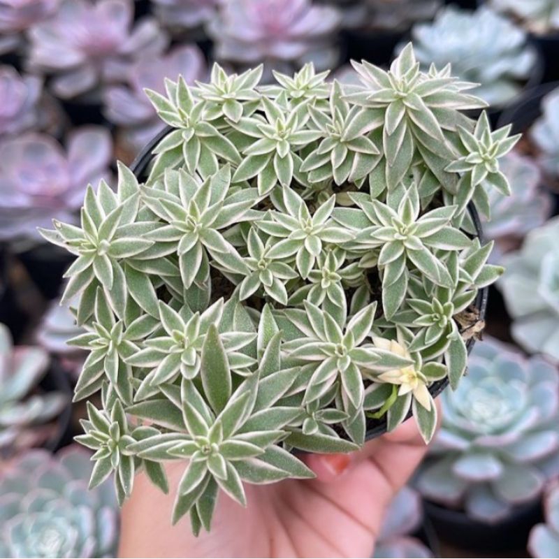 Sukulen Sedum Lineare