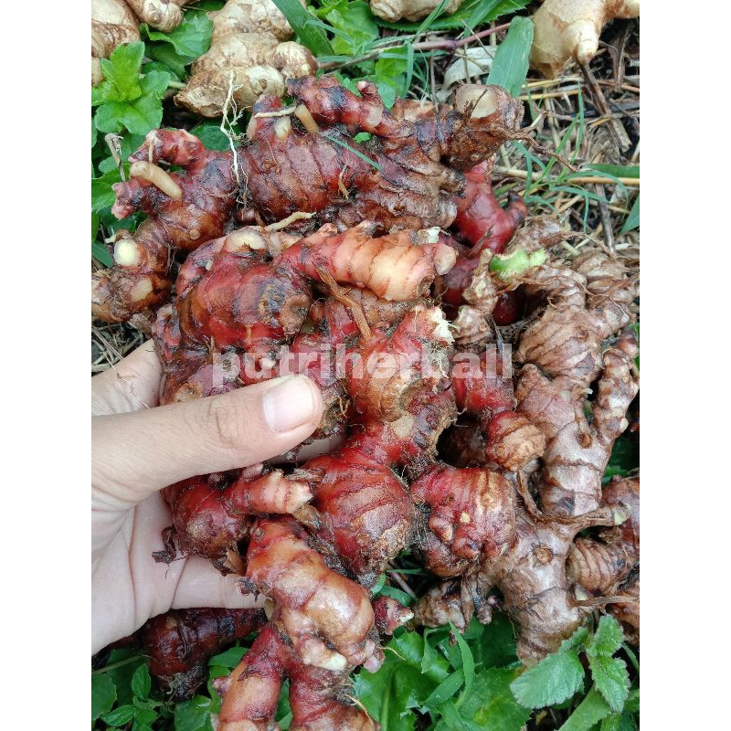 

JAHE MERAH SEGAR PER 500 GRAM