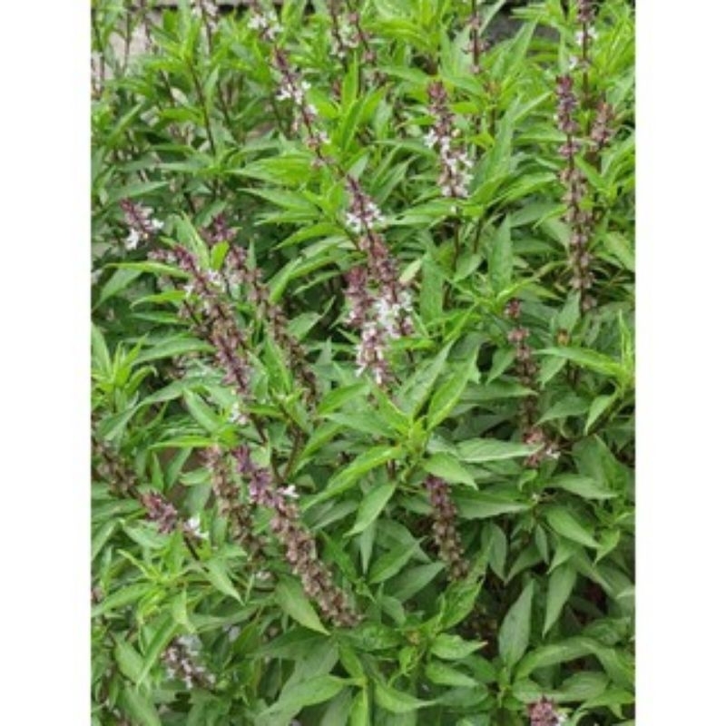 biji/benih Kemangi Cina/selasih cina (Kim kuk fan) khas pontianak