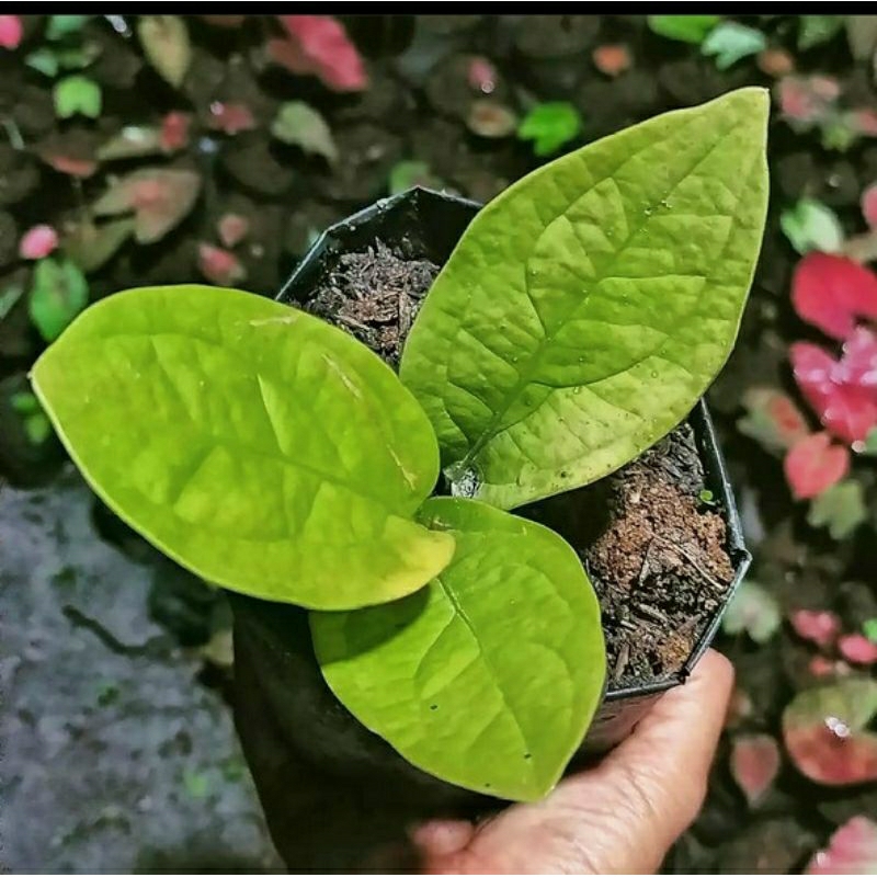 Anthurium jemani golden