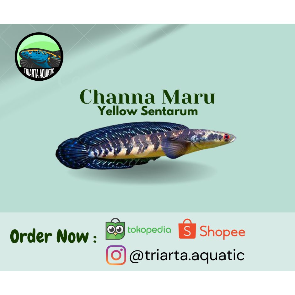 Channa Yellow Sentarum YS 14-17cm