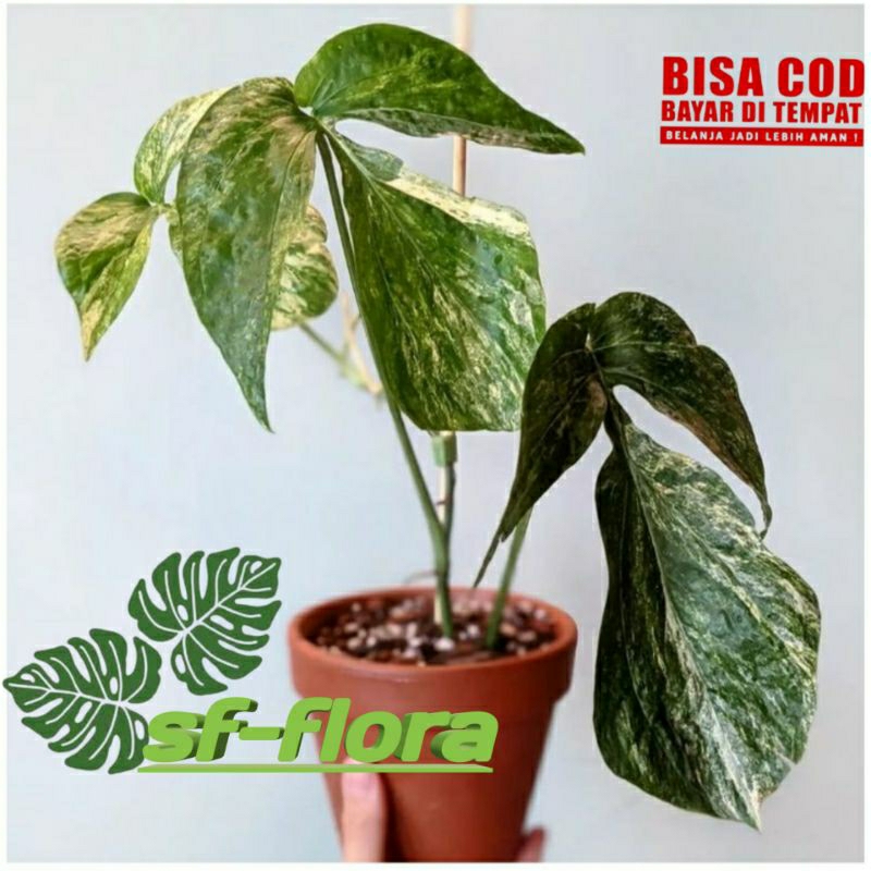 Tanaman Hias Amydrium varigata/ Amydrium zippelianum Amydrium varigata