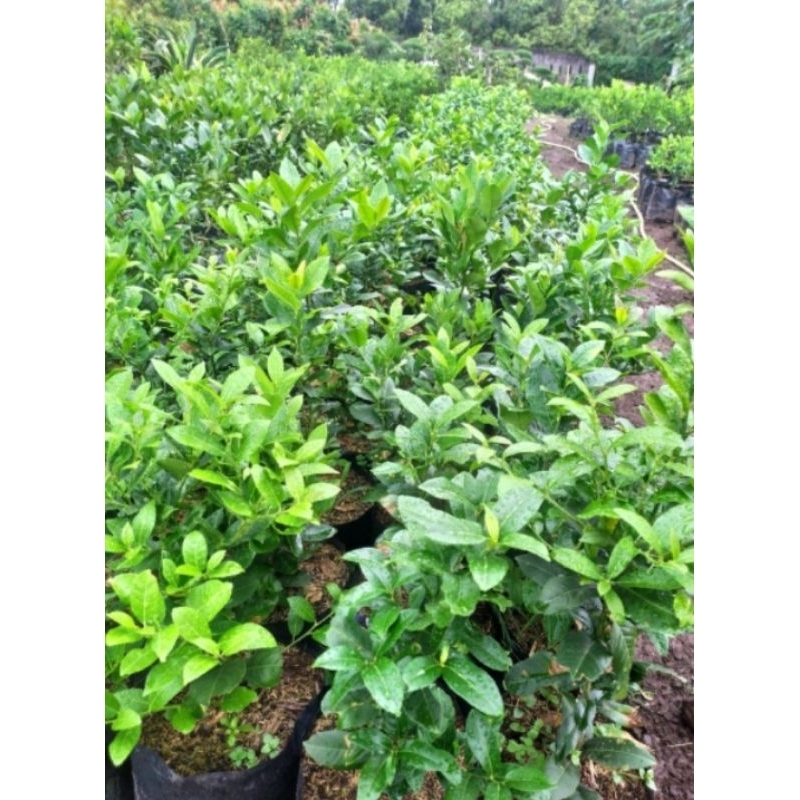 bibit buah jeruk lemon lemon california berbuah