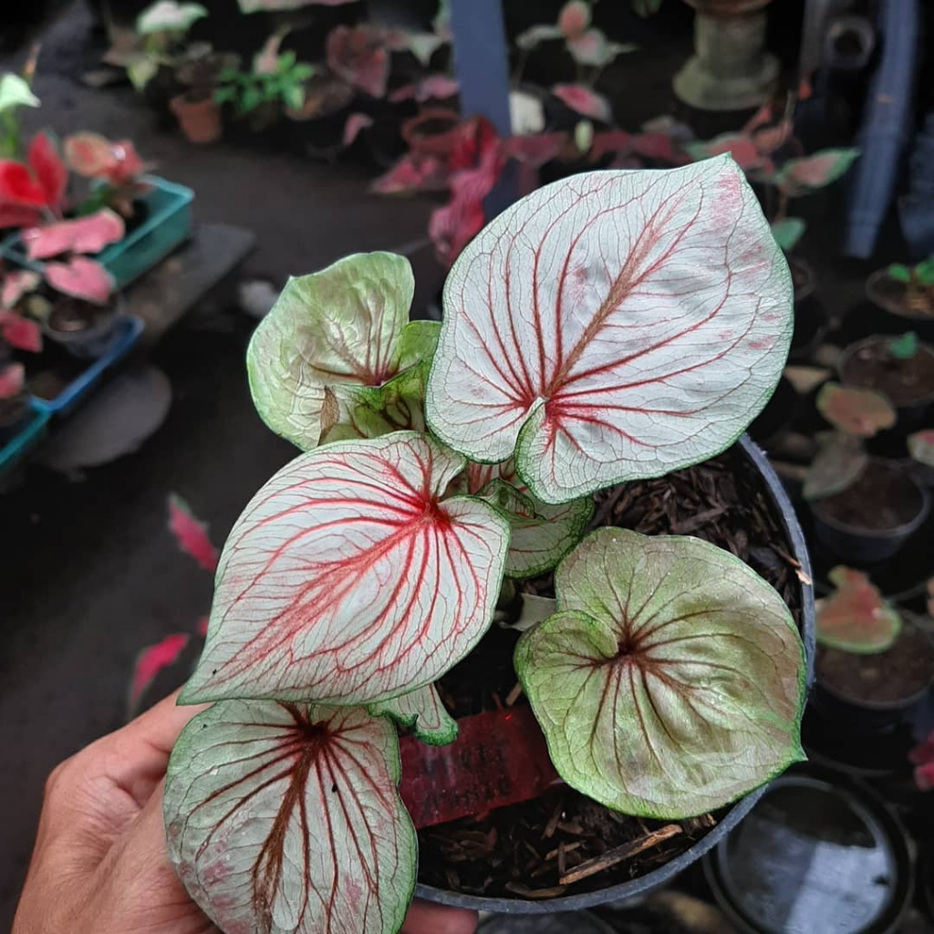 BISA COD // Caladium White Angel /  Keladi Red Ceria / Caladium Nagoya Merah Cantik / Garuda Putih /