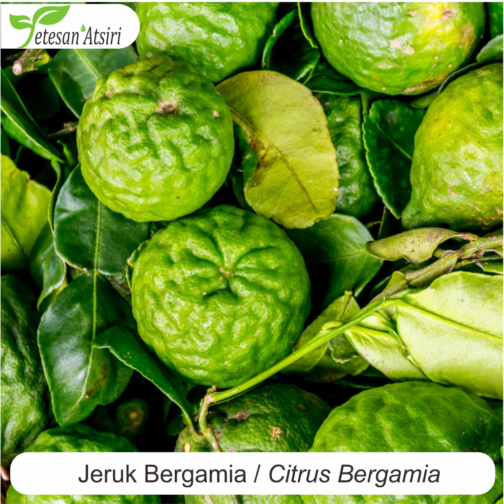 100ml minyak atsiri jeruk bergamot murni pure essential oil esensial  essensial aromatherapy aromaterapi diffuser humidifier burner