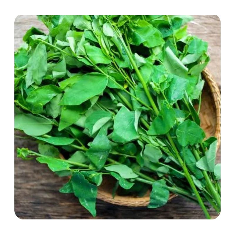 

daun katuk 1 ikat
