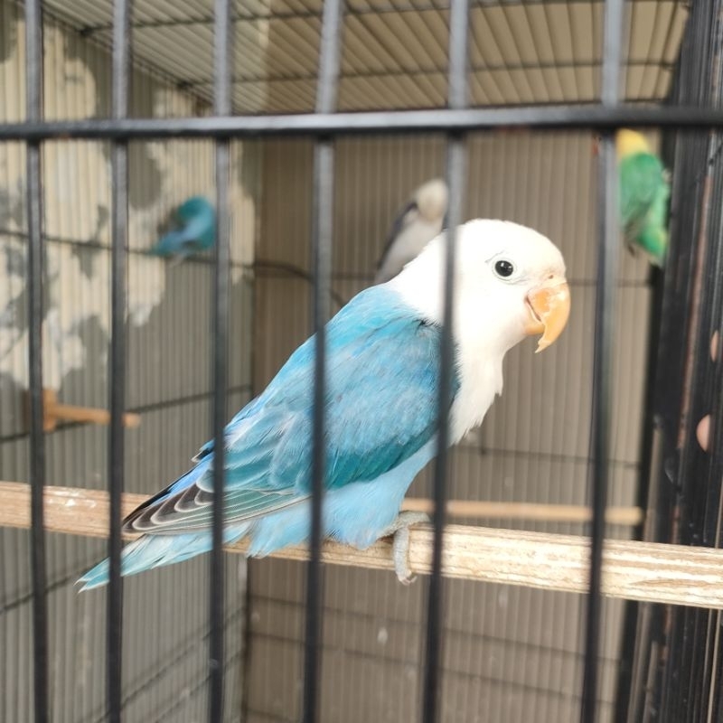 Burung Lovebird Biola Blue