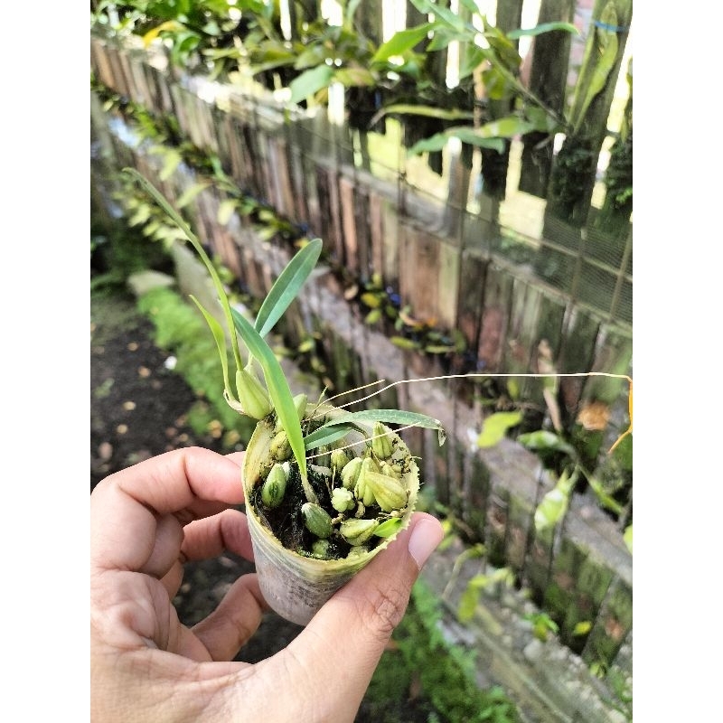 bulbophyllum campion