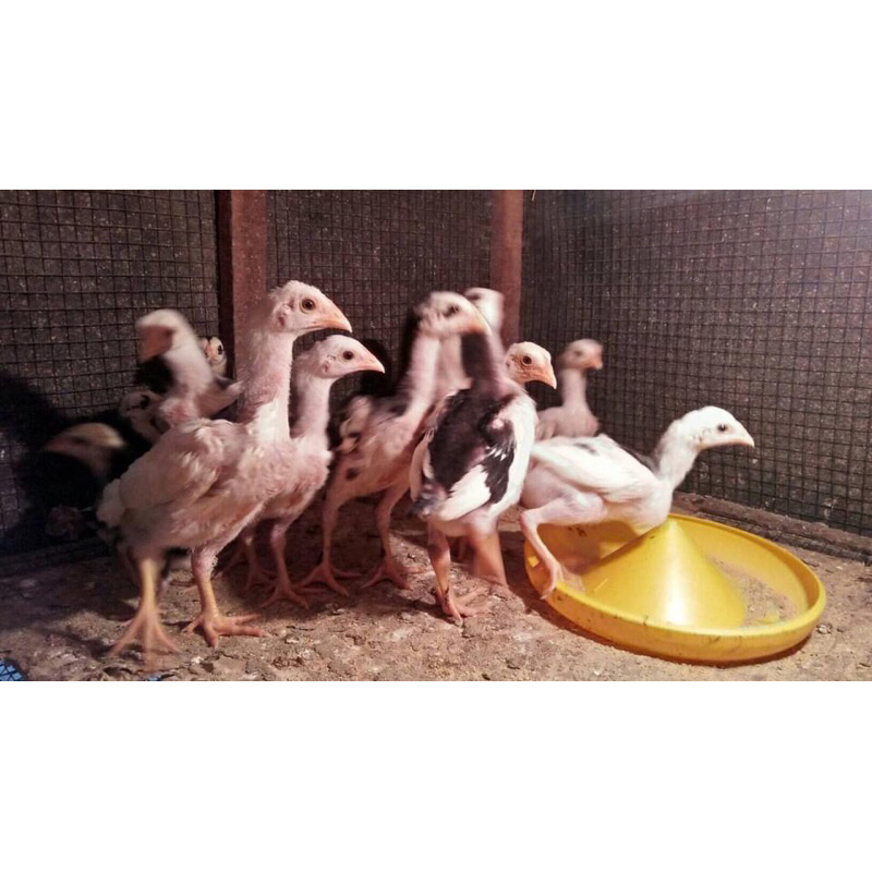 

ANAK AYAM BANGKOK 1 BULAN