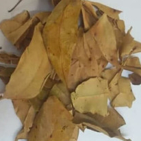 

JAMU TERBAIK DAUN KAPAS KERING / COTTON- 1KG