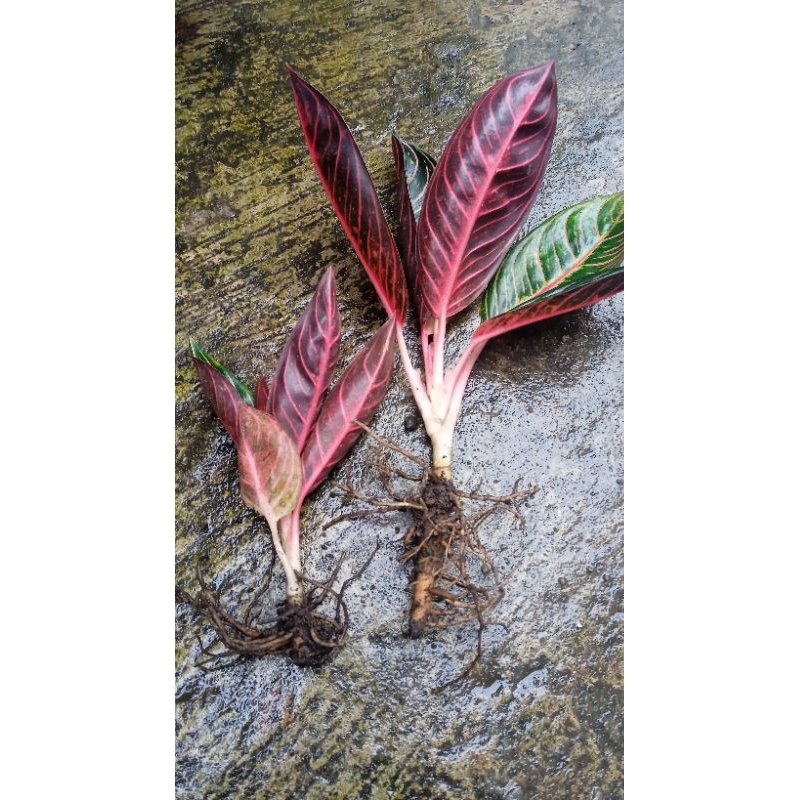 bibit aglonema pos