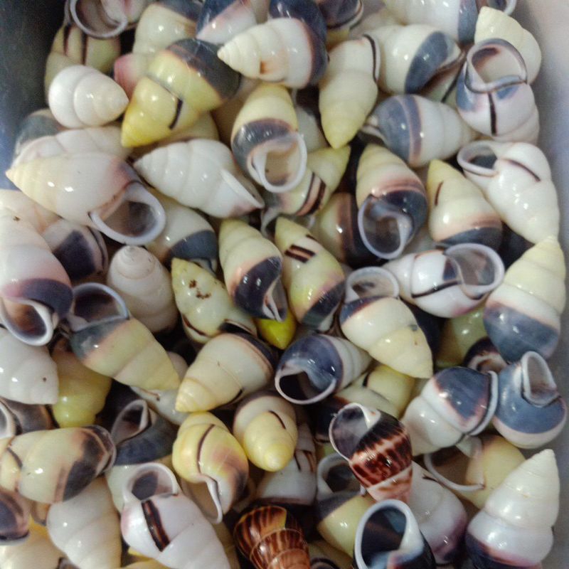 CANGKANG KEONG DARAT UNIK & ANTIK