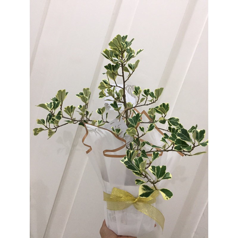 HAMPERS Tanaman Ficus Triangularis Variegata pot Putih