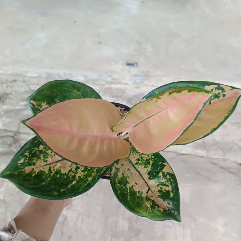 bunga aglonema sultan Brunei