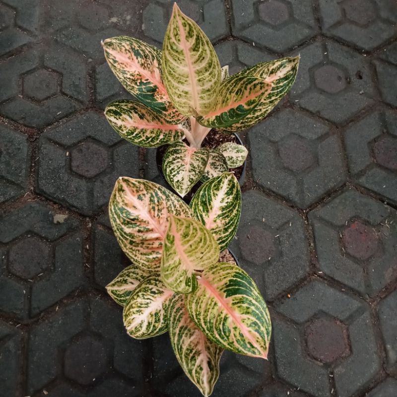 Aglonema Widuri Orange