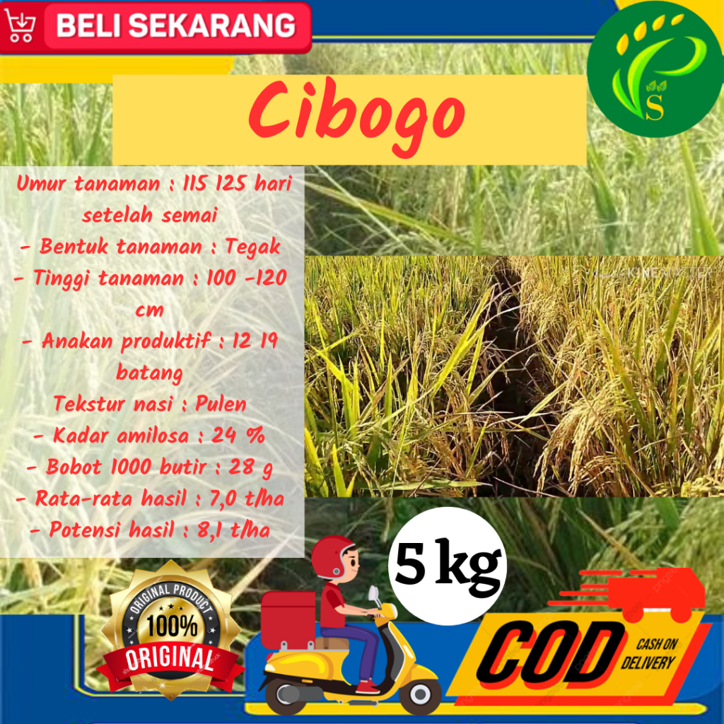 Biji Padi Unggul Cibogo Kemasan 5kg