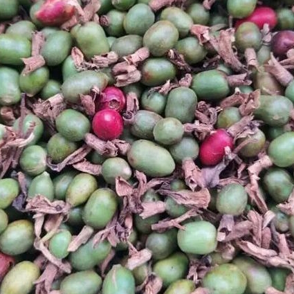 

Buah Laos/lengkuas