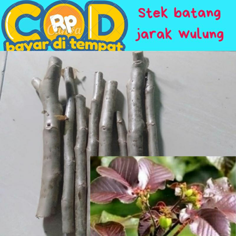 Stek batang jarak wulung