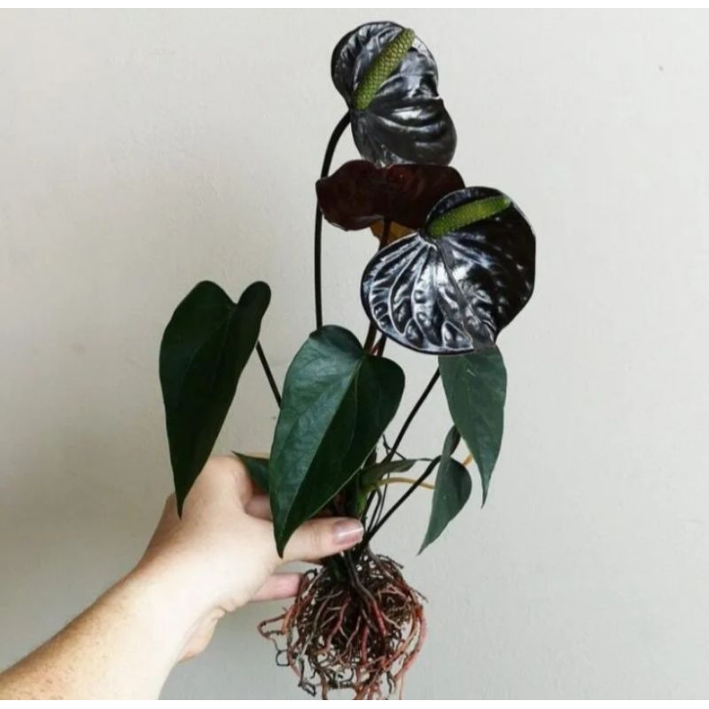 Promo tanaman hias anthurium micky mouse bunga black dragon