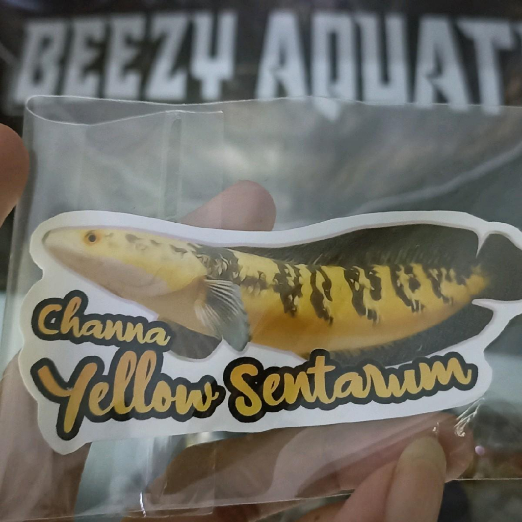 STICKER YS 17-19 CM SORTIRAN BAR RAPI BERCABUNG