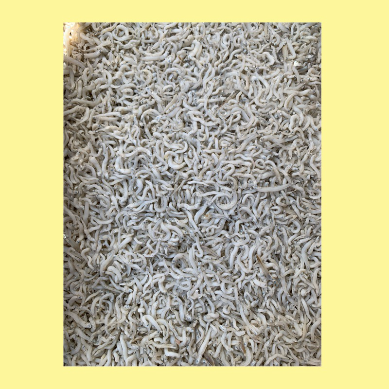 

Teri medan / teri medan fresh