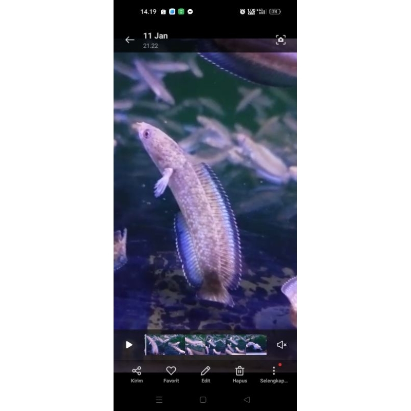 Hiasan Aquarium Chana Andrao 6-7 Cm