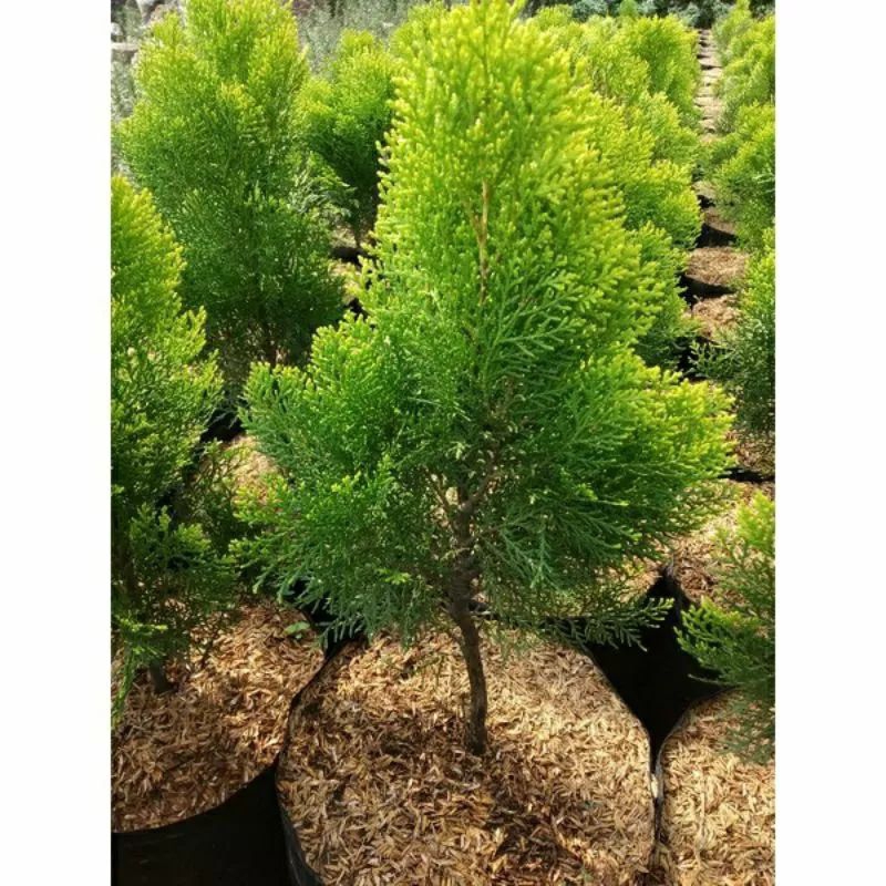 tanaman hias Cemara kipas - bibit pohon Cemara kipas - Cemara kipas