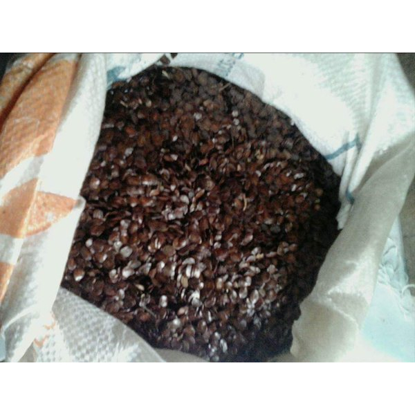 Benih Biji Pohon Johar/Juwar biji-bijian