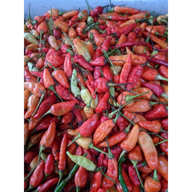 

CABAI RAWIT SETAN 250GR