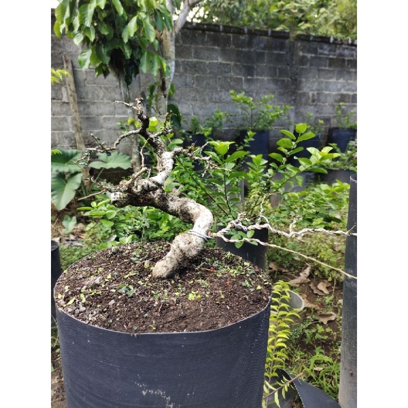 bonsai hokianti micro meliuk