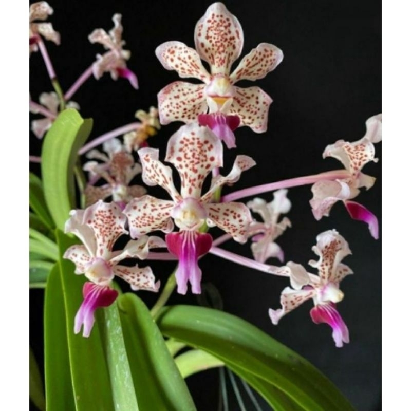 anggrek vanda tricolor