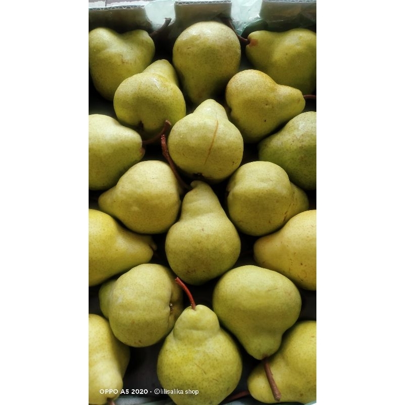 PEAR PACKHAM/PEAR HIJAU/PIR JAMBU MANIS