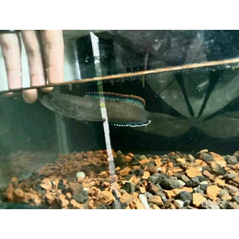 Limbata big 13-15 cm