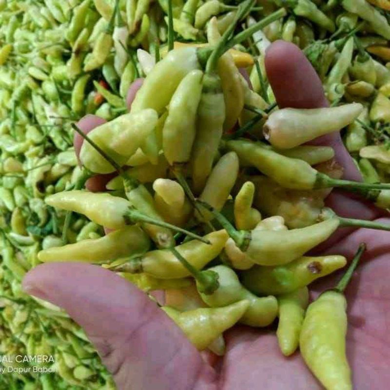

Cabe rawit kuning
