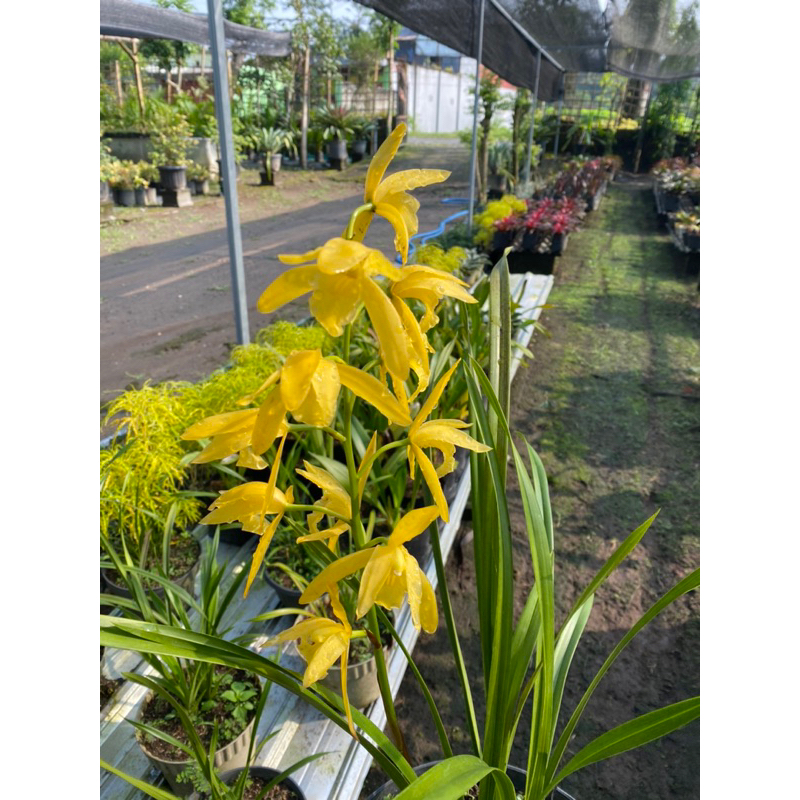 anggrek tanah kuning