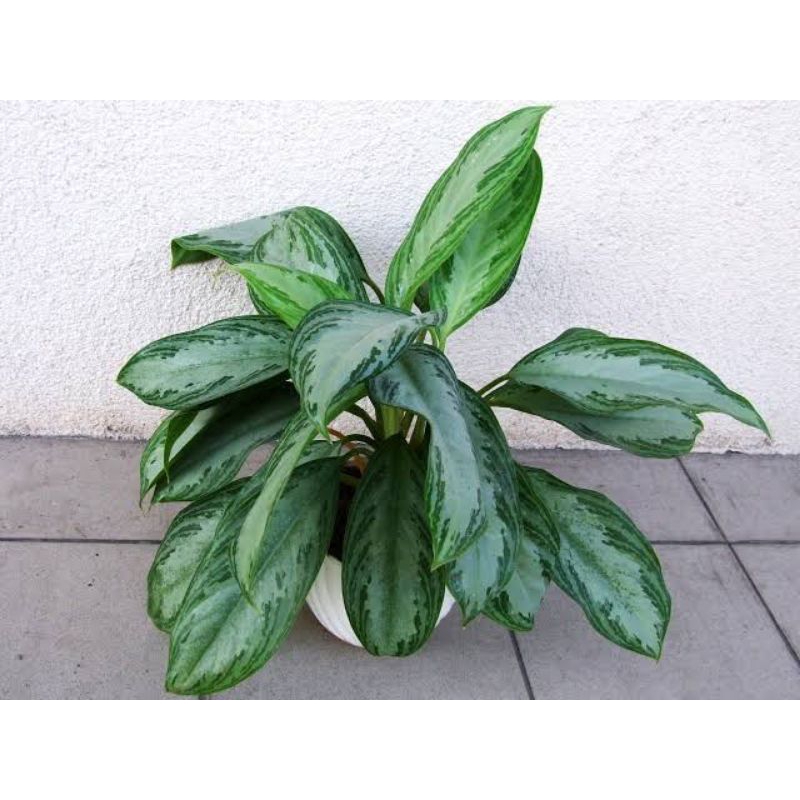 aglonema hijau
