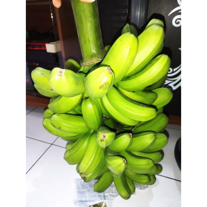 Pisang Kepok Papua panen dari kebun sendiri