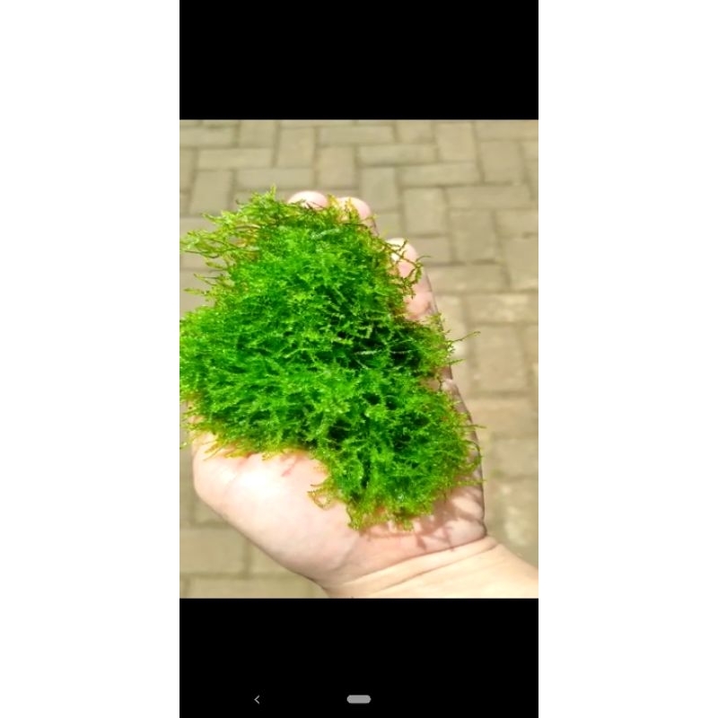 moss weeping tropica asli bukan weeping weping lokal