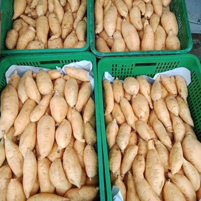 

UBI madu cilembu