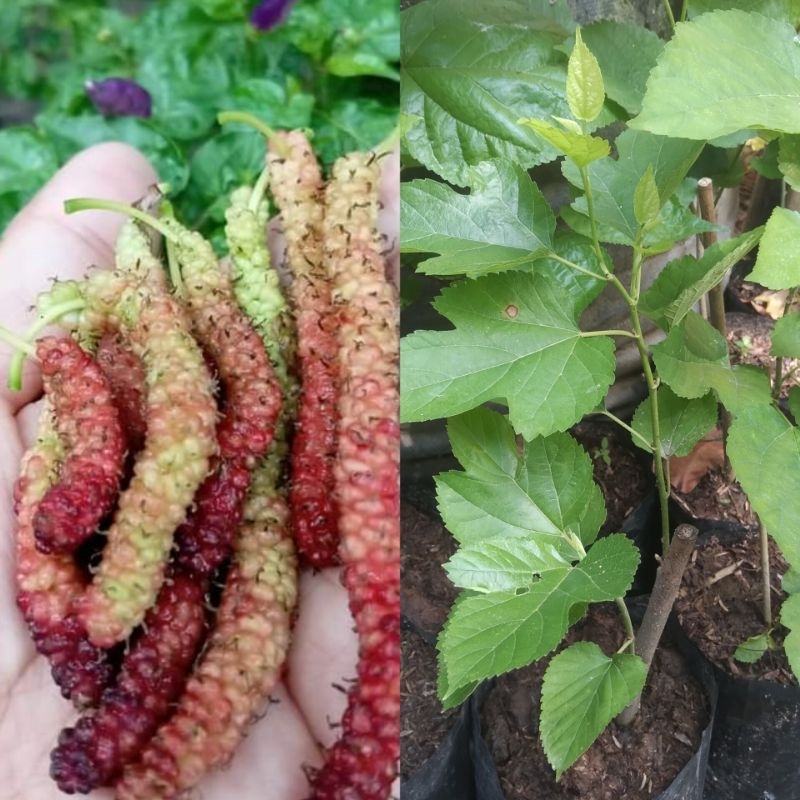bibit dan cuting murbei buah panjang atau long murbei
