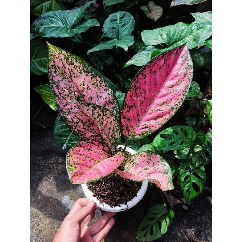 paket 2 Aglonema tanian lokal ruby super pink dan wulandari
