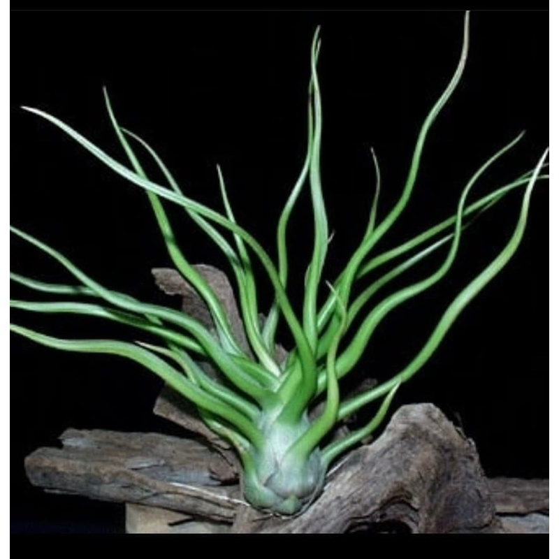 Tillandsia bulbosa
