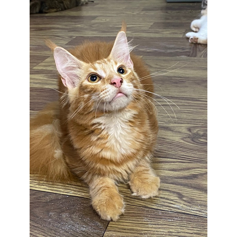 mainecoon pure jantan 4,5 bln vaksin