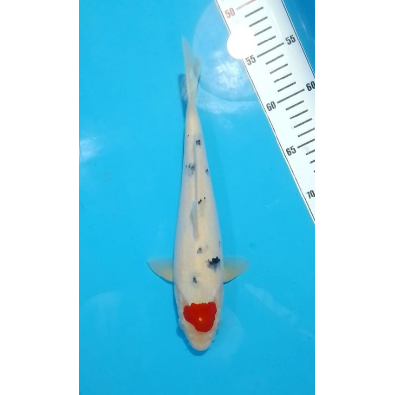 Koi Blitar Tancho Sanke