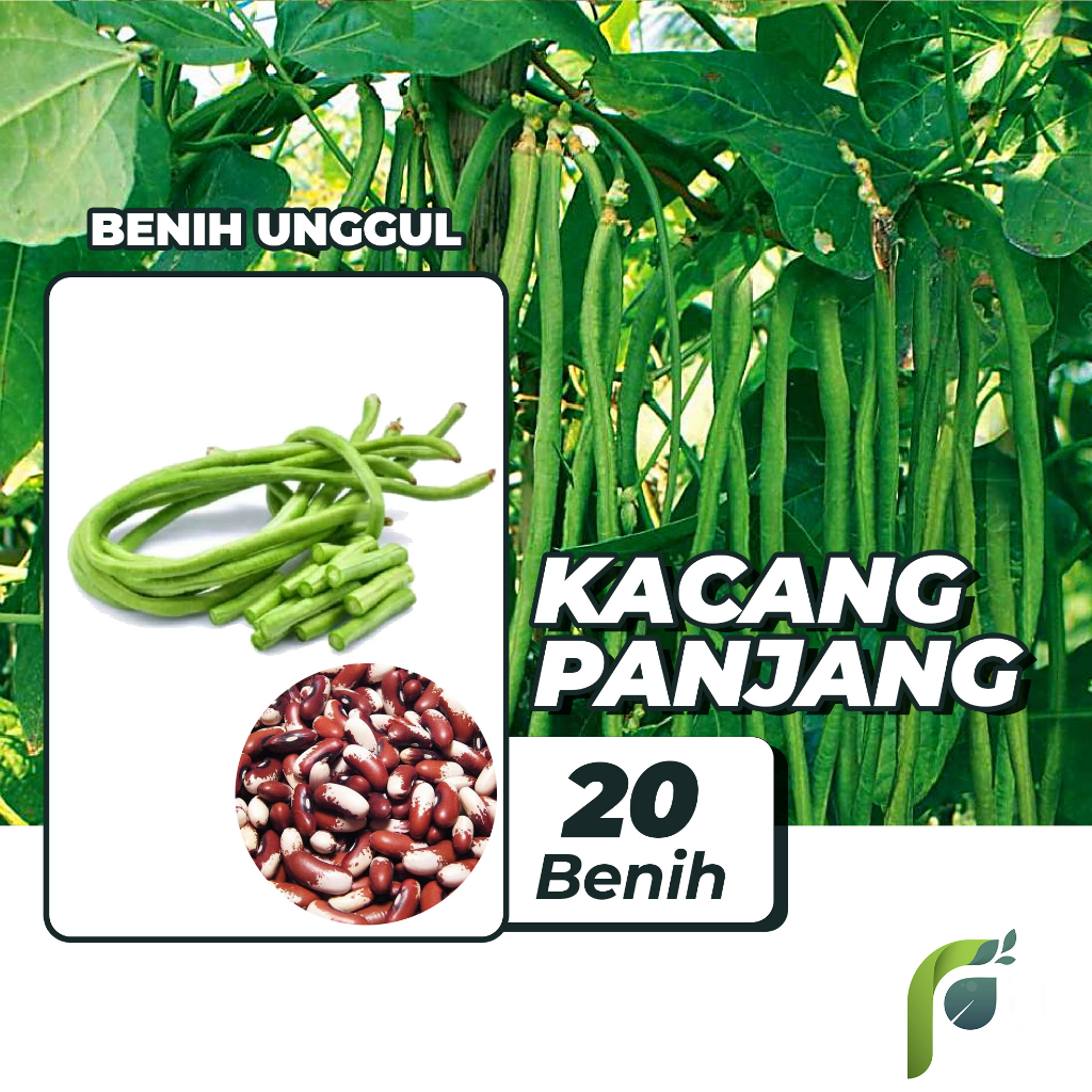 Benih Bibit Kacang Panjang 20 Benih Dua Ribuan PG KDR